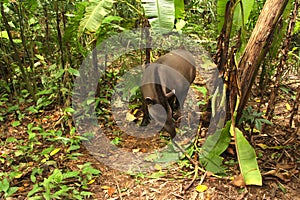 Tapir in Madidi National Park