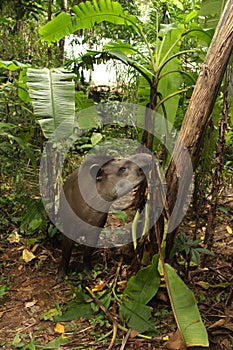 Tapir in Madidi National Park