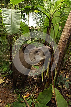 Tapir in Madidi National Park