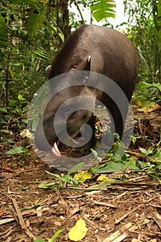 Tapir in Madidi National Park