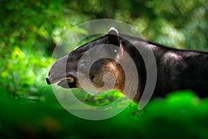 Tapir in nature. Central America Baird`s tapir, Tapirus bairdii, in green vegetation. Close-up portrait of rare animal from Costa