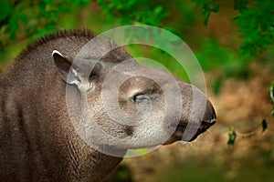 Tapir in nature. South American Tapir, Tapirus terrestris, in green vegetation. Close-up portrait of rare animal from Brazil. Wild