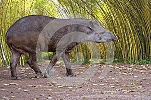 Tapir portrait while looking at you