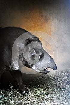 Tapiro profilo colore ritratto interessato sul giardino zoologico 