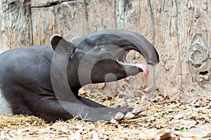 Tapir