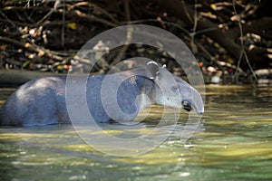 Tapir in river,corcovado img