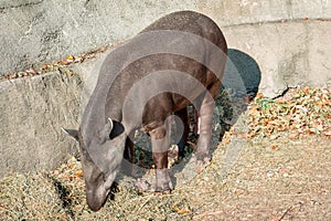 Tapir roaming around an enclosure at the John Ball Zoo