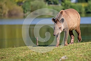 Tapir on the run in a clearing