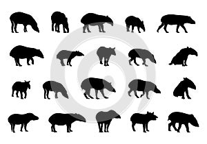 Tapir silhouettes, Malayan tapir silhouette, Tapir vector set, Tapir animal