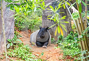 Tapir sitting in nature ,wildlife scene from tropical nature,Tapir is a mammal that feeds on  plants