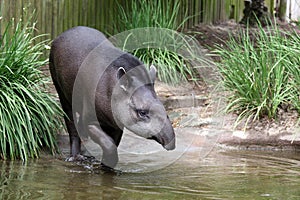 Tapir