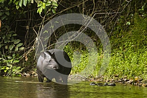 A tapir standing in water