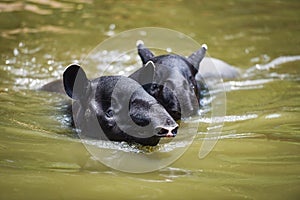 Tapir swimming on the water in the wildlife sanctuary
