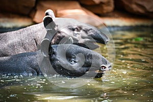 Tapir swimming on the water in the wildlife sanctuary - Tapirus terrestris or Malayan Tapirus Indicus