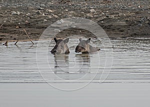 Tapir taking a bath in Corcovado