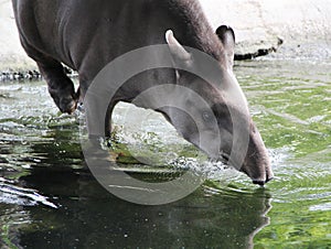 Tapir Taking a Bath