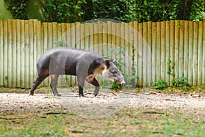 Tapir Tapirus bairdii photo