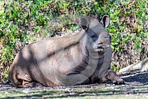 Tapir, Tapirus