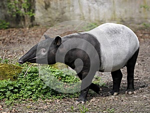 Tapir - Tapirus indicus