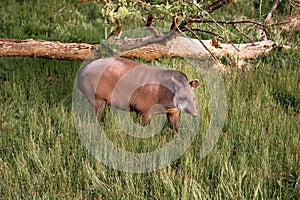 Tapir, Tapirus terrestris in his natural environment enjoying at afternoon sun