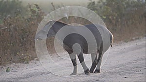 tapir, tapirus terrestris, on Transpantaneira gravel road