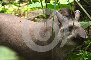 Tapir walking in Madidi National Park photo