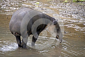 Tapir in water