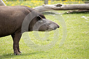 Tapir in the wild