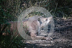 A tapir in a wildlife park