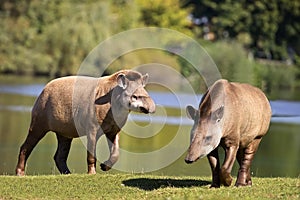 Tapirs in a clearing