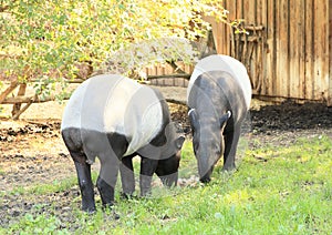 Tapirs photo