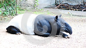 Tapirs photo