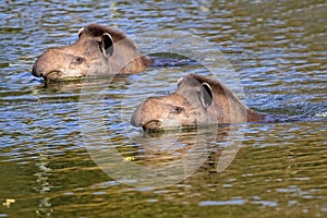 Tapirs in the river