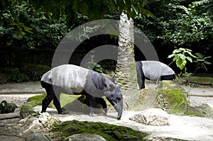 Tapirs in singapore zoo photo