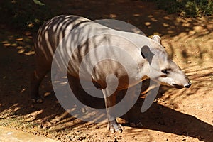 Tapirus