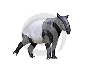 Tapirus Acrocodia indica