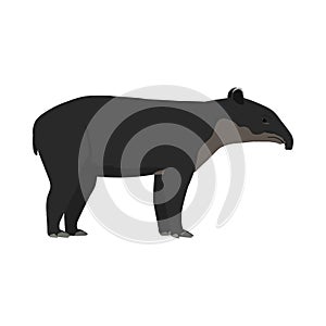 Tapirus bairdii - Bairds tapir - Lateral view photo