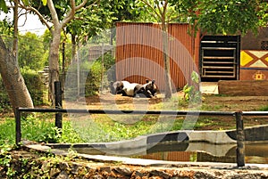 Tapirus indicus, Tapir families gather and have fun