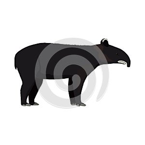 Tapirus pinchaque - Mountain Tapir - Lateral view photo