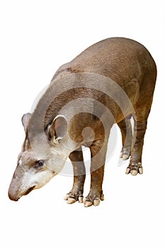 Tapirus terrestris photo