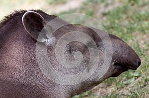 Tapirus terrestris closeup portrait