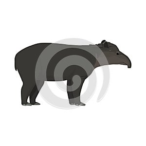 Tapirus terrestris - Lowland Tapir - Lateral view photo