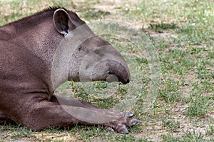 Tapirus terrestris resting photo