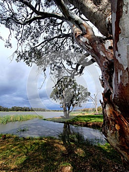 Tapoo Lagoon, Caurnamont, Murray Riverlands