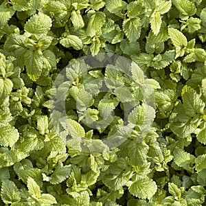 Tappeto foglie verdi