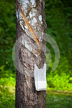 Tapping Hevea tree for latex production