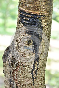Tapping Japanese lacquer urushi trees (Toxicodendron vernicifluum) in Okukuji area in Japan