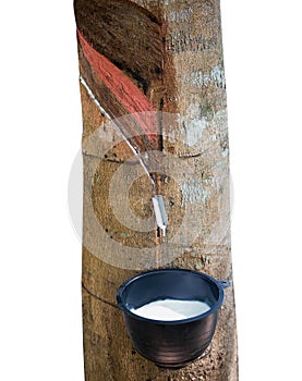 Tapping latex dripping to black plastic cup from rubber tree isolated on white background, path