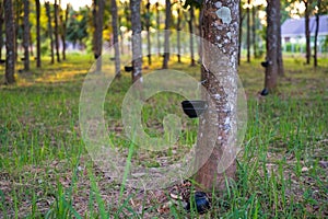 Tapping latex rubber tree, Rubber latex extracted from rubber tree.