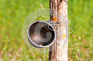 Tapping latex from a rubber tree. Phuket, Thailand